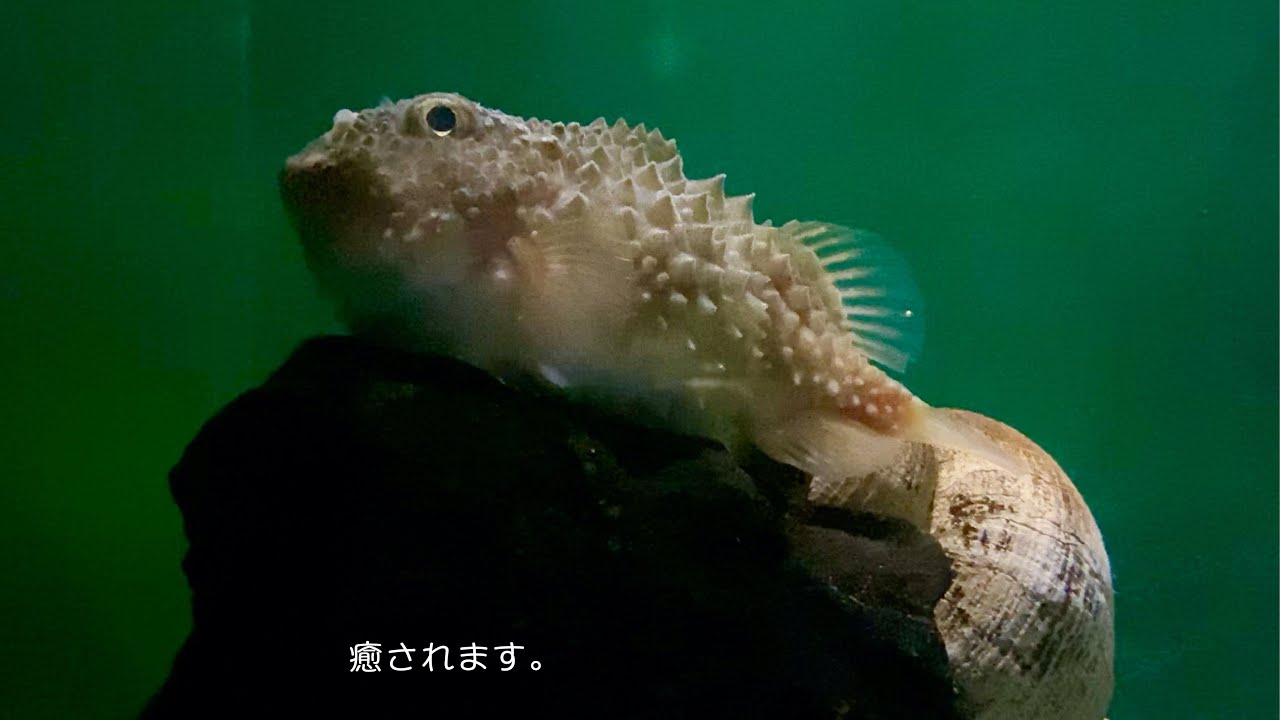のとじま水族館 超絶かわいいコンペイトウ Youtube のとじま水族館 超絶かわいいコンペイトウ Youtube