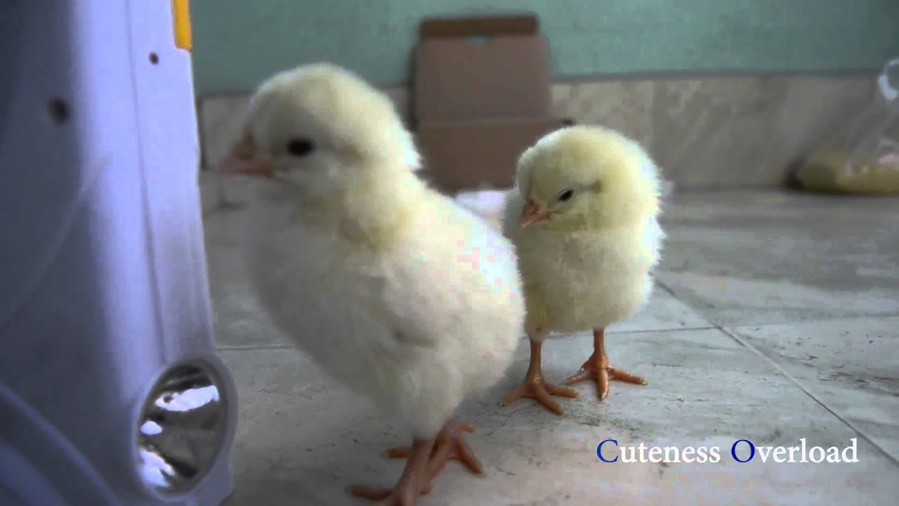 Cute Baby Chicks Playing Cuteness Overload Youtube Cute Baby Chicks Playing Cuteness Overload Youtube
