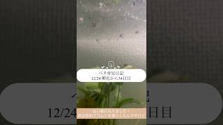【ベタ育児日記 12/24 孵化から34日目】 #ベタ繁殖 #ベタ飼育