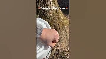 🍁Tapping our Maple trees! #homesteading #maple #maplesyrup #tapping
