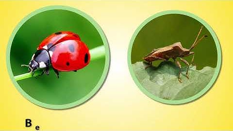 Crop Protection-Herbicides and insecticides Mode of Action