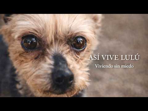 Lulu ya no está en la calle
