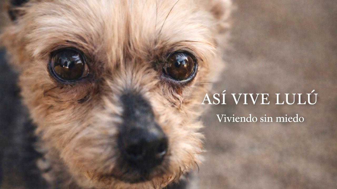 Lulu ya no está en la calle