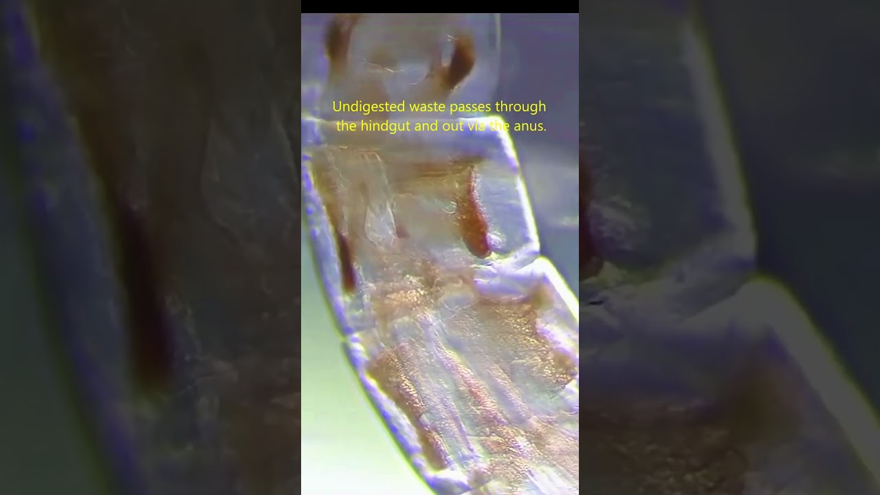 🦟 Mosquito Larvae Digestive System  