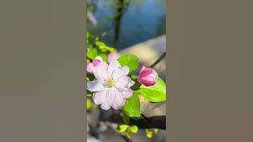 دعاء الصباح #دعاء_الصباح #دعاء #اذكار_الصباح #اكسبلور #اسلاميات #صباح_الخير
