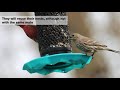 House Finch Facts - Birding in Canada