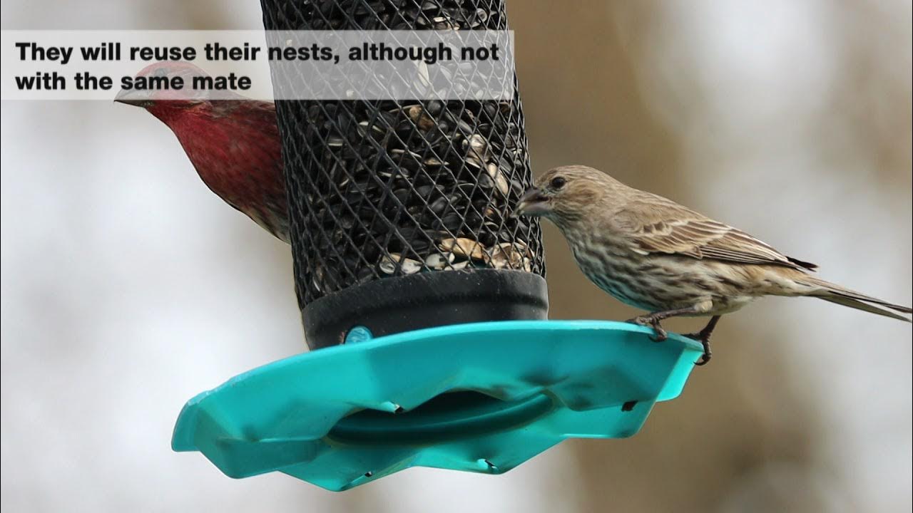House Finch Facts Birding in Canada YouTube