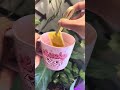 Turmeric Tea Benefits Explained | Boost Absorption with Black Pepper
