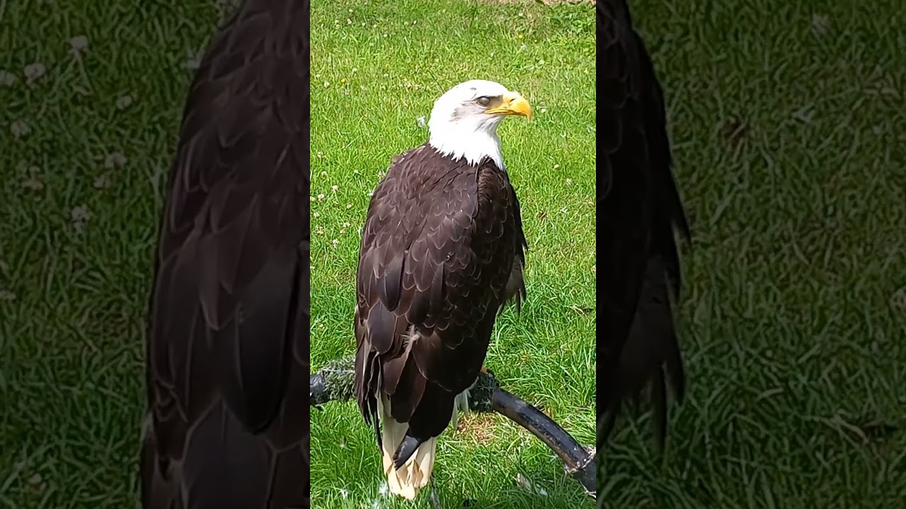 American Bald Eagle Perched