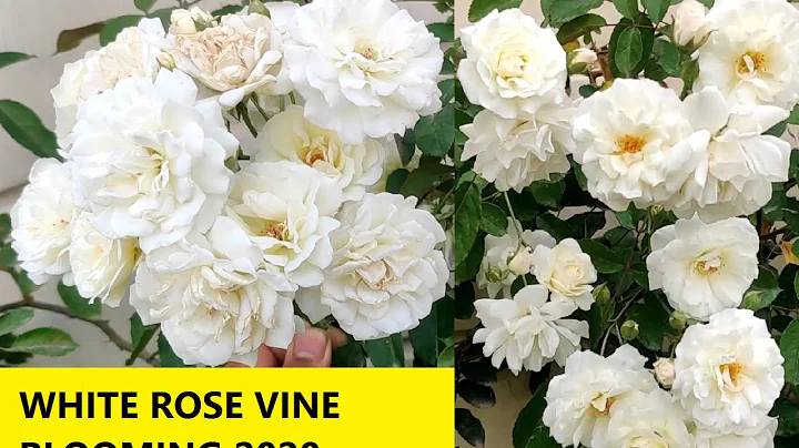 REAL Rose vine | गुलाब की बेल | White Climbing Roses plant flowering blooming Overview - DayDayNews