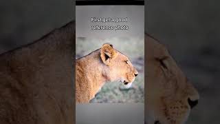 How To Draw A Lioness Side Profile | Digital Art