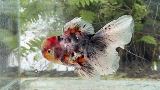 20925 Calico Rosetail Oranda