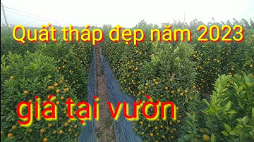 Quất tháp đẹp bán quất tết năm 2023, quất tết năm 2023 vừa nhiều vừa đẹp giá quất tại vườn