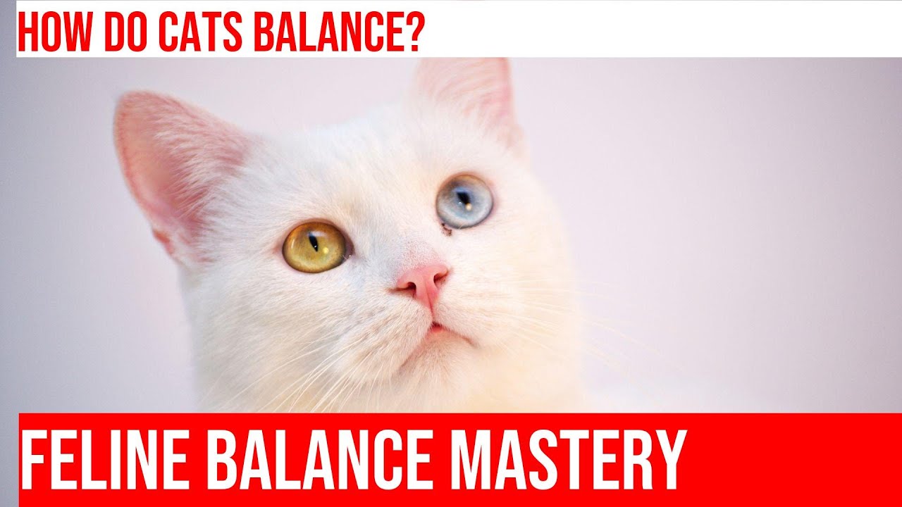 How Cats Achieve Perfect Balance: Anatomy & Physiology Explained