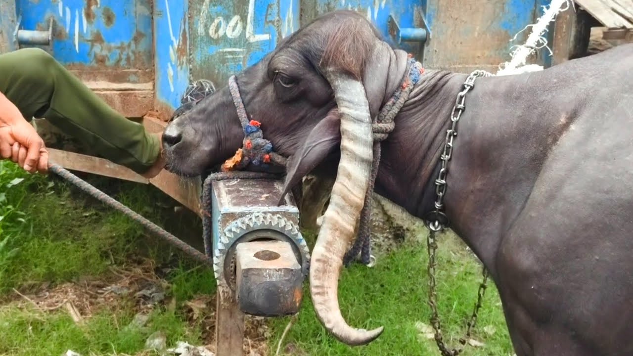 😲 गारंटी हे आपने ऐसे सिंग कभी नहीं देखे होंग...