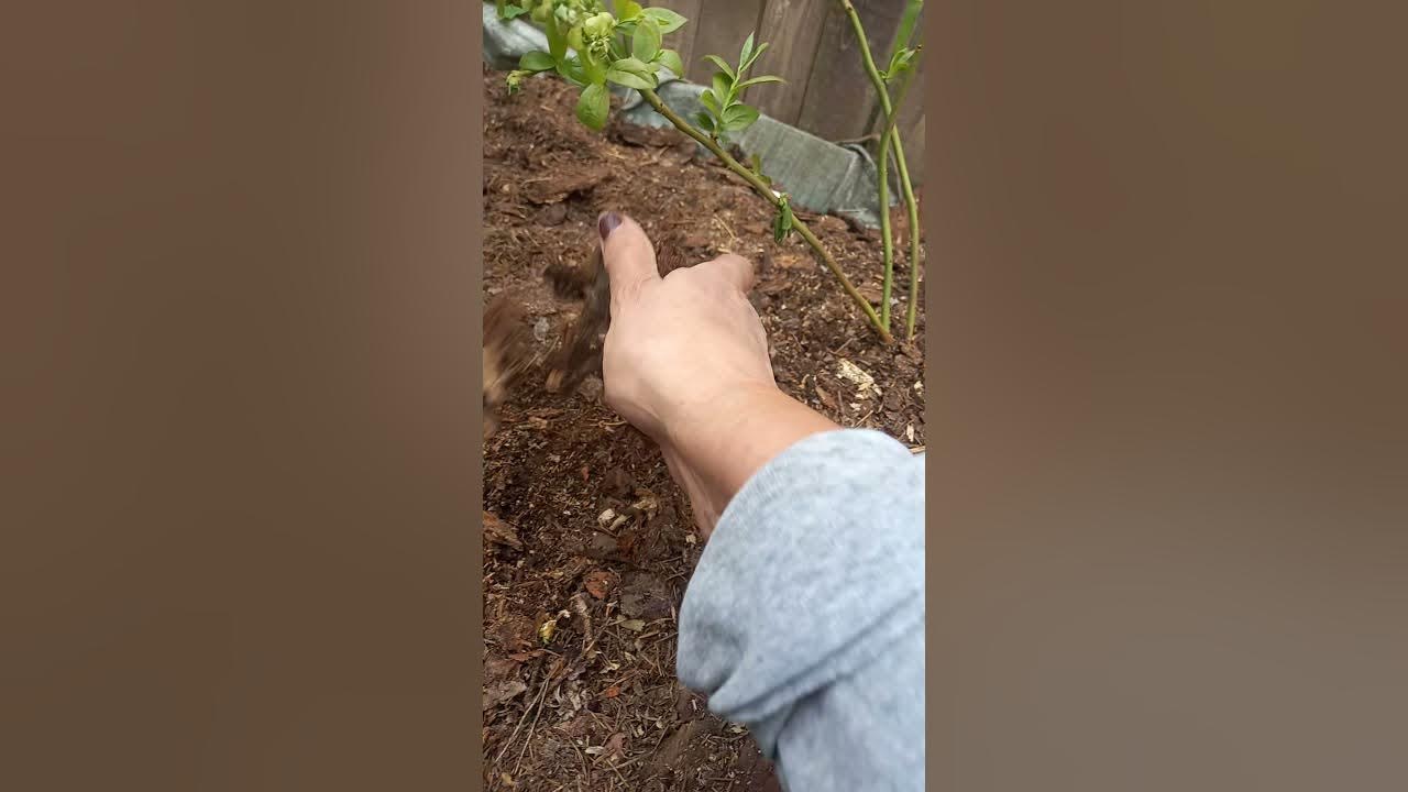 Как посадить голубику видео. Траншея для голубики. плуг для траншеи под голубику.