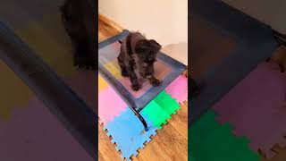 Giant Schnauzer Puppy Training 'Elvis is really smart, y'all!' Day 3 of training.