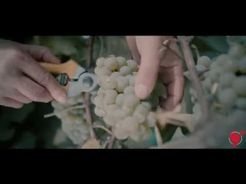 Winery Khareba • მეღვინეობა ხარება