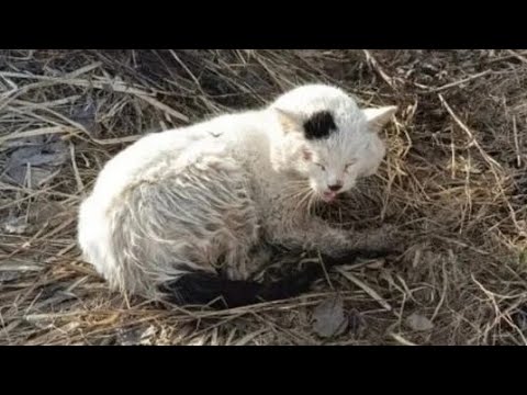 Вяземский кот по кличке Атлас приехал на лечение в бесплатную ветсанчасть. Верновцы - спасение кота