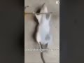 Rare footage #mouseworkingout