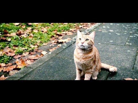 a-street-cat-named-bob-(2016)---bob-takes-bus-ride