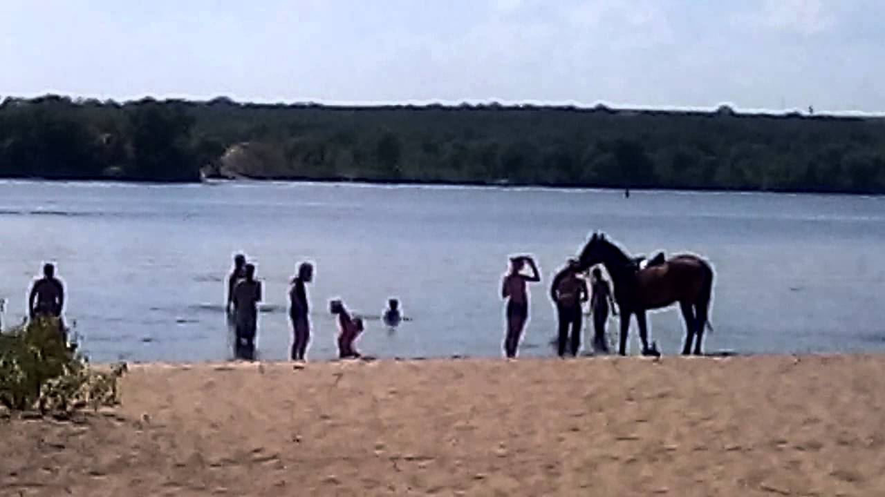 Купание коней на пляже - YouTube