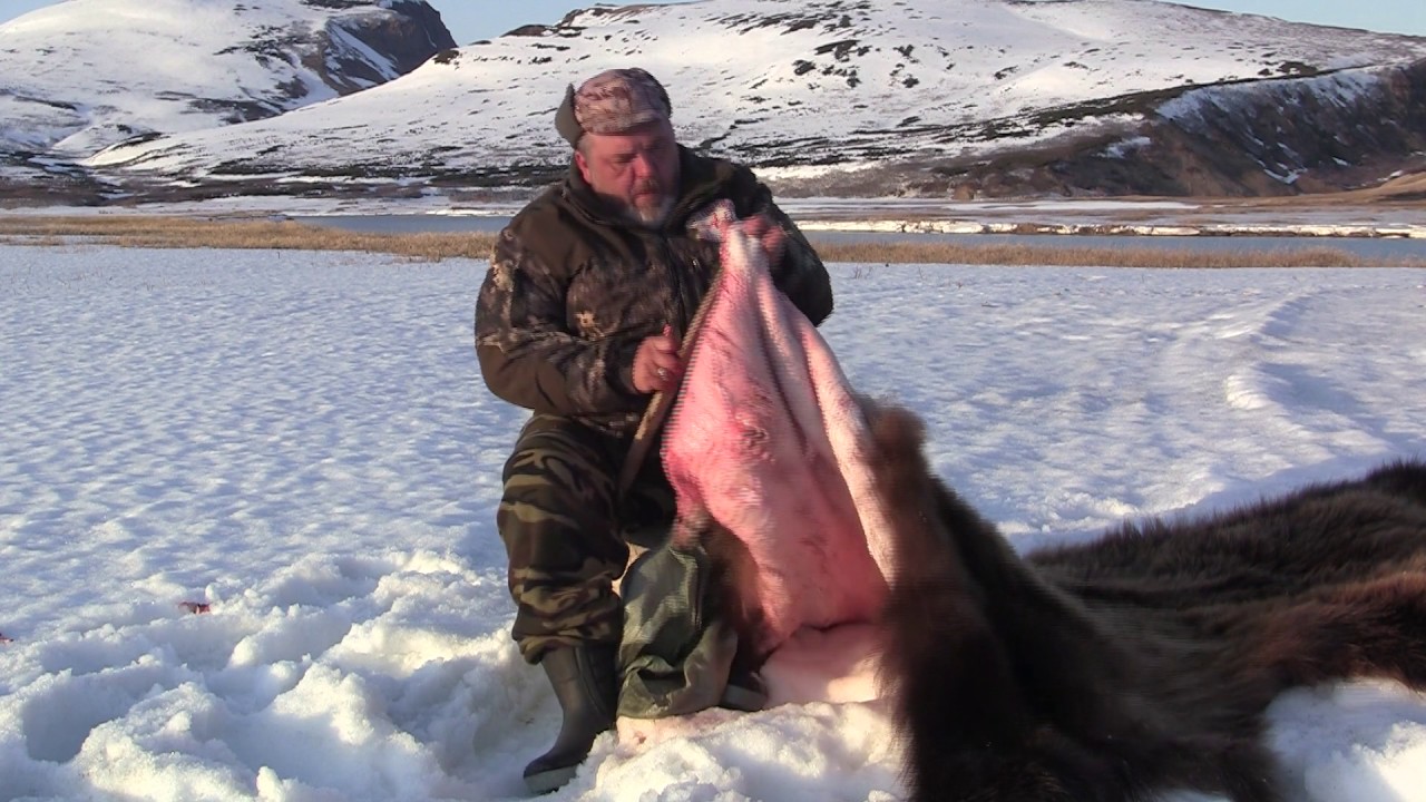Разделанная туша медведя фото
