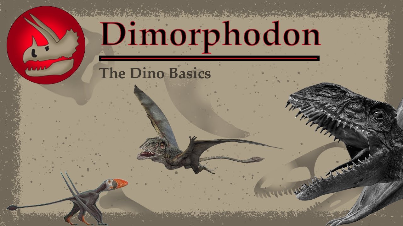 The Toothy Jurassic Flier | Dimorphodon | Dino Basics