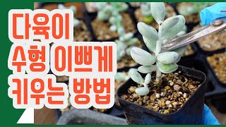 다육이 이쁘게 키우는 방법이 따로 있다?! (多肉植物)(たにくしょくぶつ)