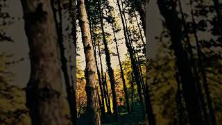 Jeszcze płonę #edmonton #music #song #discoveringcanada