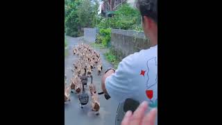  Kiki Kusumawara Bikin Mas Ado Gwsm Heran Garagara Angon Ratusan Bebek