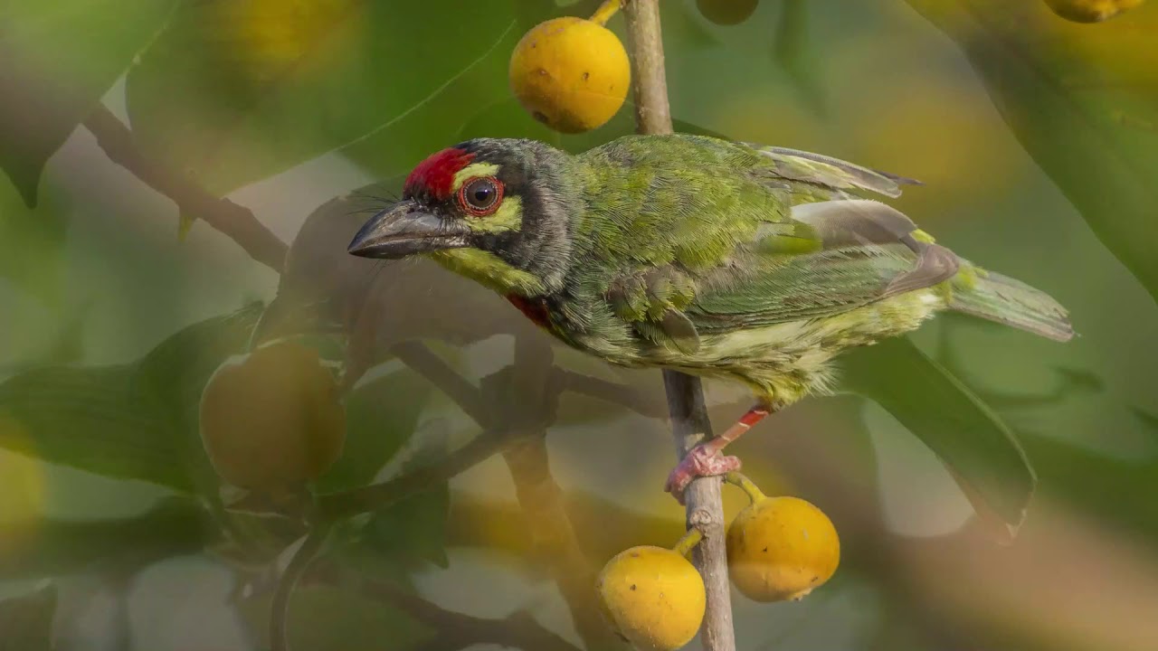 FRUIT EATING BIRDS OF RMNH CAMPUS, MYSURU