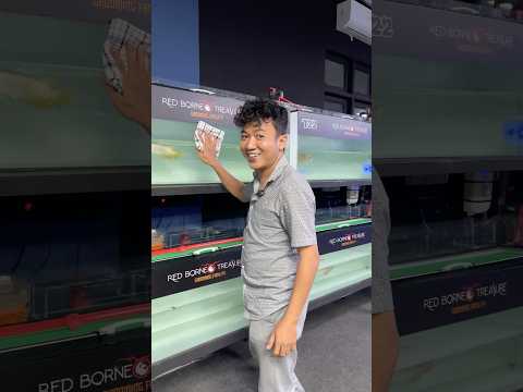 Dayung panjang ekor lebar #arwana #ikan #arwanasepauk #arowana #arwanasuperred #ikanhias