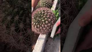 Harvesting Thousands of Prickly Pear Cacti at the Farm 🌵