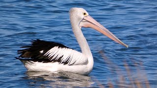 Australian Pelicans (Pelecanus conspicillatus) in the Canning River, WA