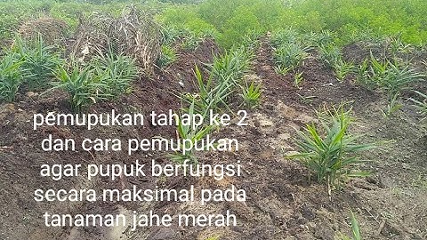 Pemupukan Jahe tahap ke 2 untuk memperbanyak tunas baru