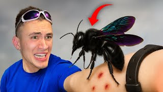 PUNTO DALL'APE LEGNAIOLA (Xylocopa violacea)