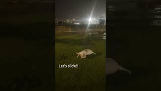 Time To Slide Loki Having Fun In The Dog Park