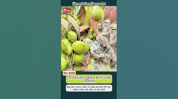 CÔ GÁI LEO DỪA VÀ CÚ LỪA CƯỜI XỈU!🤣😂#thichlalam #haihuoc #xuhuong