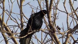 El canto de la Urraca negra mexicana.