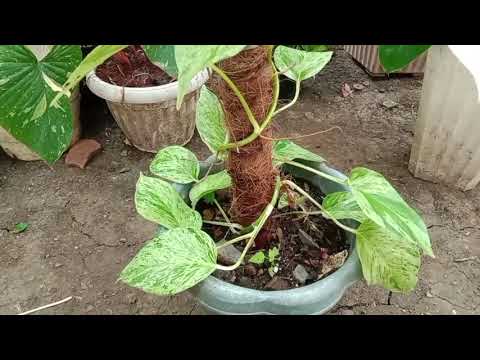 Mga ka bai ang ateng  manjula aayusenko para gumanda oli