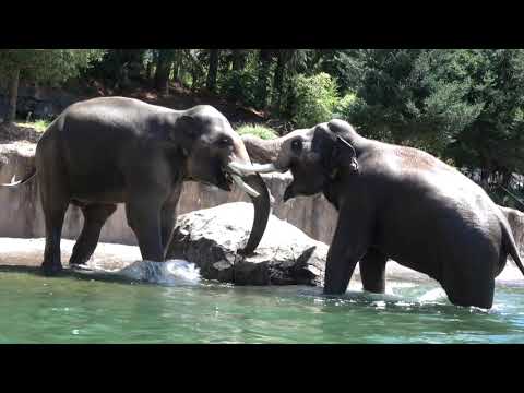Big Asian Elephants Splash Together In Their Giant Pool