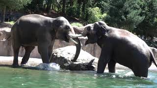 Big Asian Elephants Splash Together In Their Giant Pool