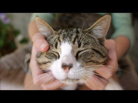 Почему коты мурлычут ?