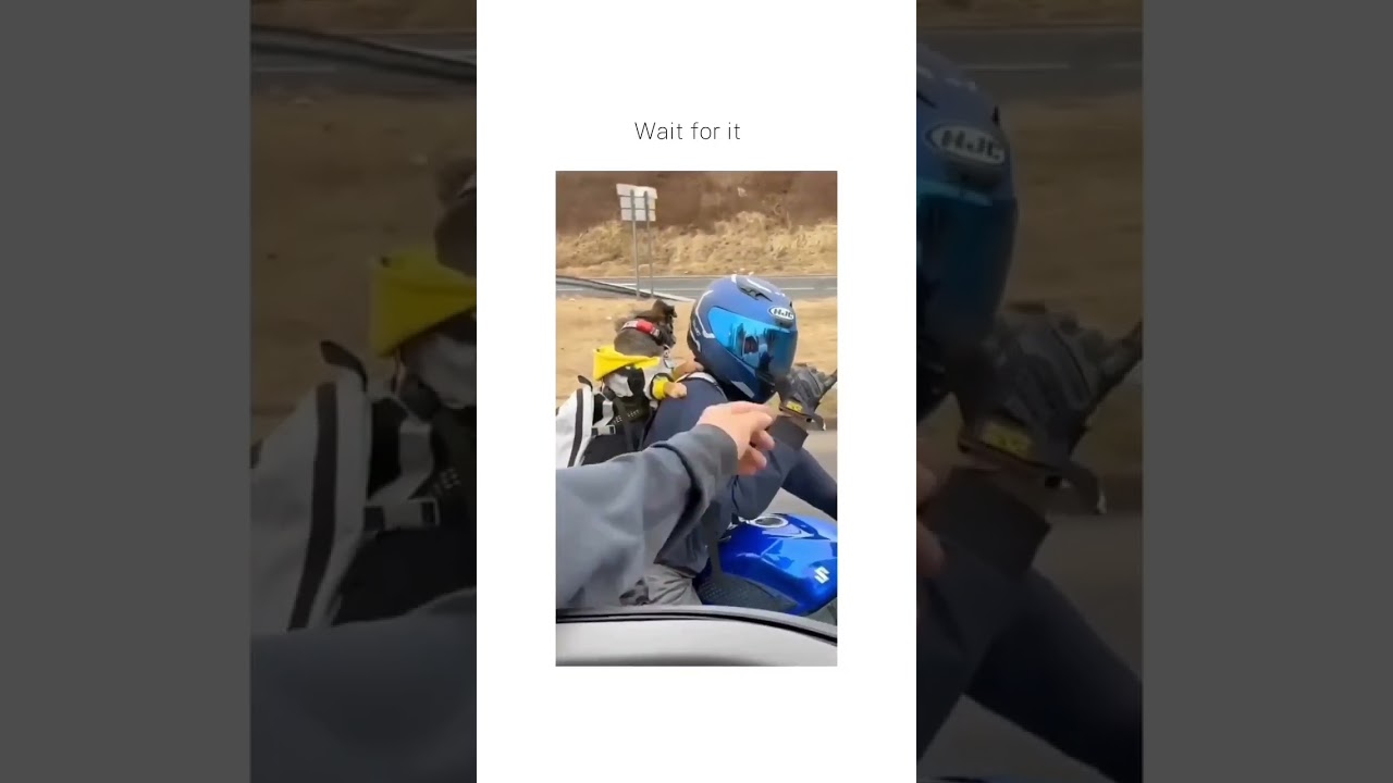 That's not a dog, it's a dawg🗿 