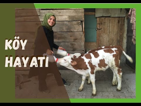 BAYBURT’ta köy hayatı. TANDIR EKMEĞİ nasıl yapılır? KÖYDE 1 GÜN GEÇİRMEK VLOG