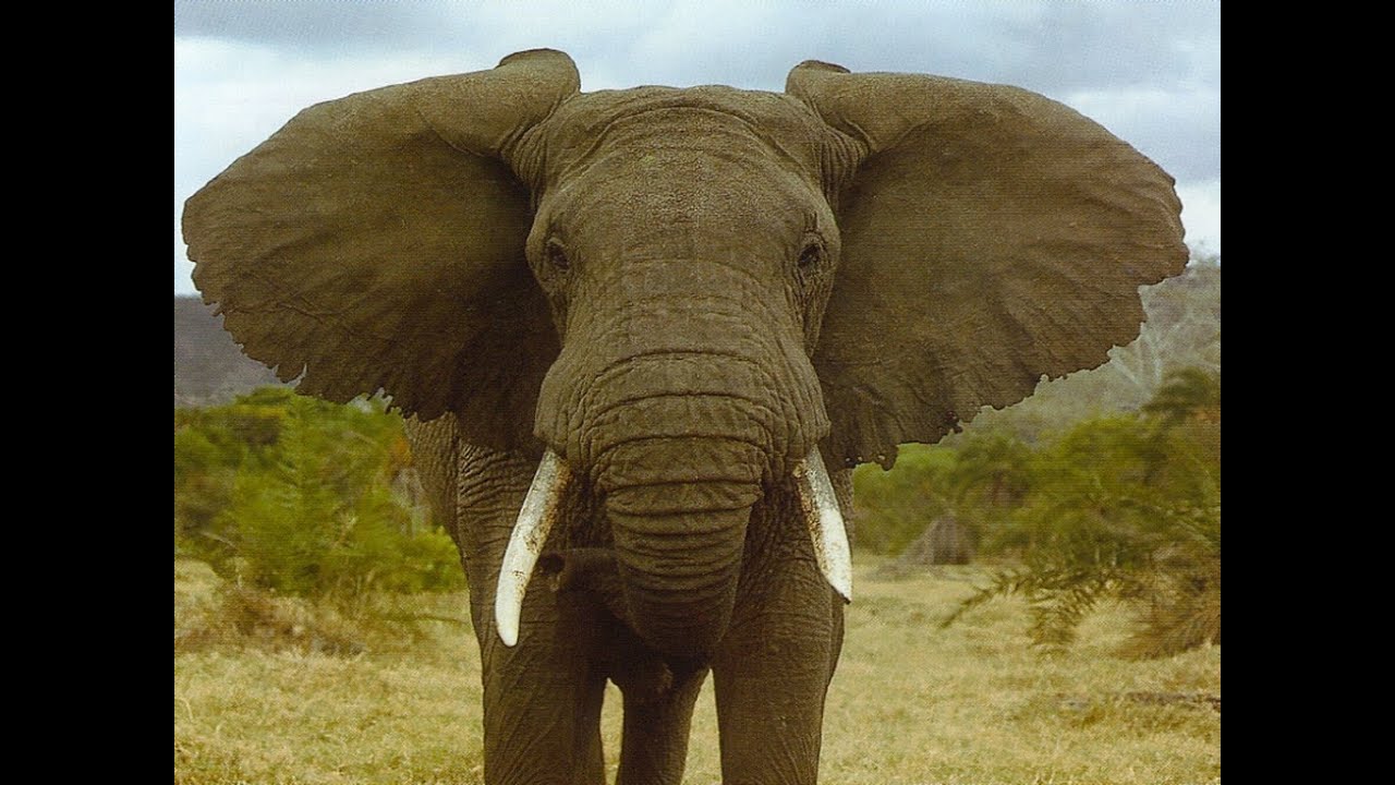 Nature Voices Elephant trumpeting YouTube