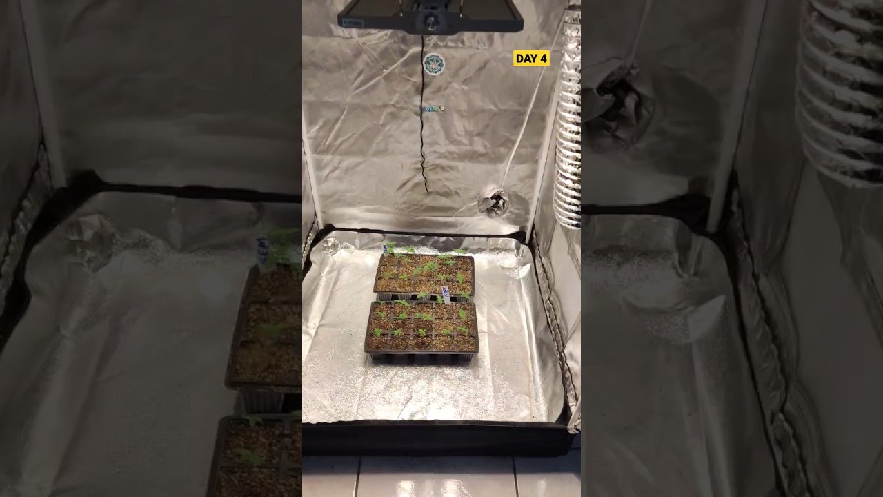 ✅DIA 4⛺GROW 80X80X160💡PAINEL viparspectra XS1500 PRO LED GROW LIGHT🌰 GREEN KUSH 