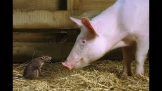 Rat Pig Love Relationship Compatibility