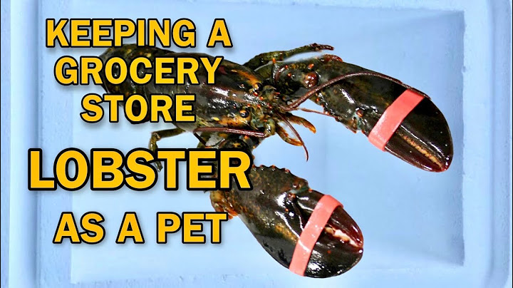 KEEPING GROCERY STORE LOBSTER AS A PET ! RESCUE MISSION !!